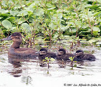 Ruddy Duck