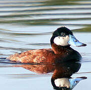 Ruddy Duck