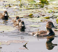 Ruddy Duck