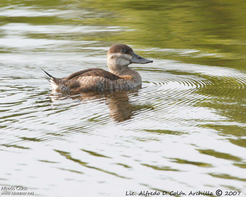 Ruddy Duck female adult, habitat, pigmentation, swimming