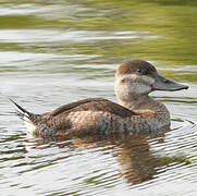 Ruddy Duck