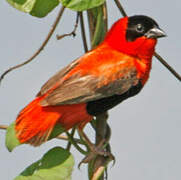 Northern Red Bishop