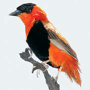 Northern Red Bishop