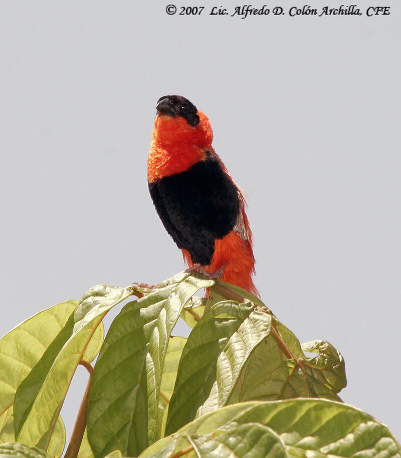 Northern Red Bishop