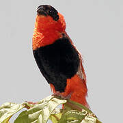 Northern Red Bishop