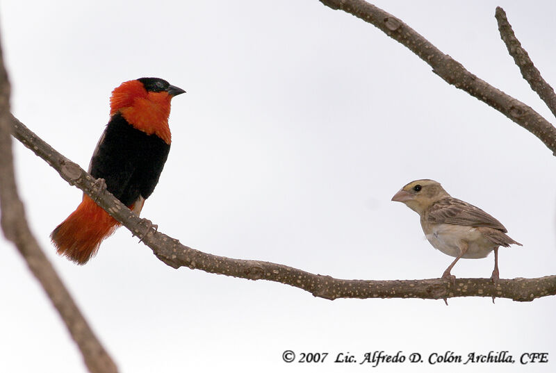 Northern Red Bishop