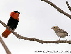 Northern Red Bishop