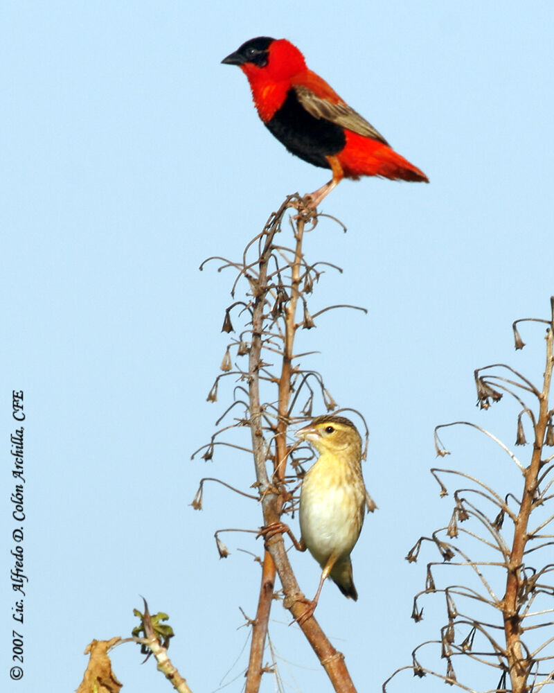 Northern Red Bishop