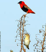 Northern Red Bishop