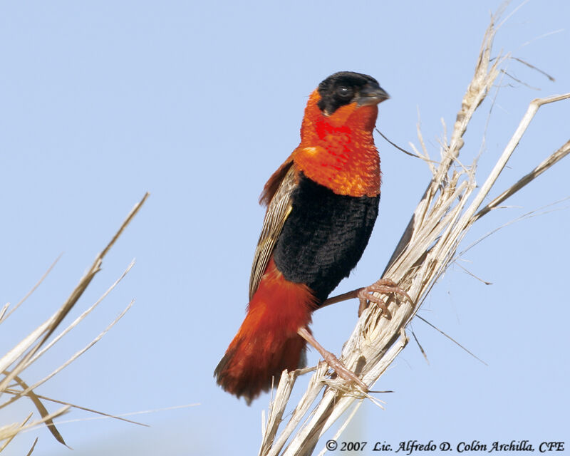 Northern Red Bishop