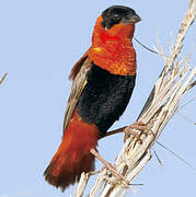 Northern Red Bishop