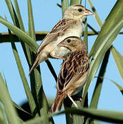 Northern Red Bishop