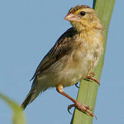 Northern Red Bishop