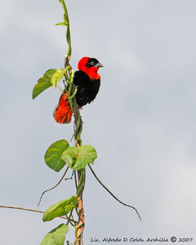 Northern Red Bishop