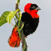 Northern Red Bishop