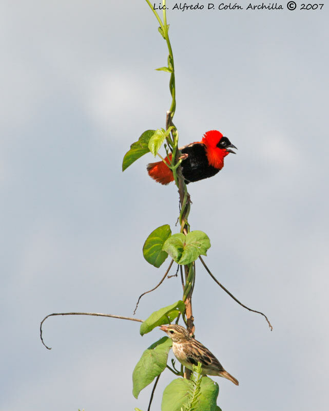 Northern Red Bishop