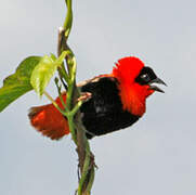 Northern Red Bishop