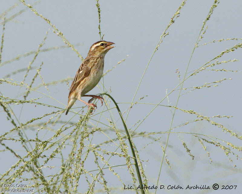 Yellow-crowned Bishop female adult, pigmentation