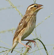 Yellow-crowned Bishop