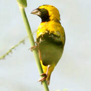 Yellow-crowned Bishop