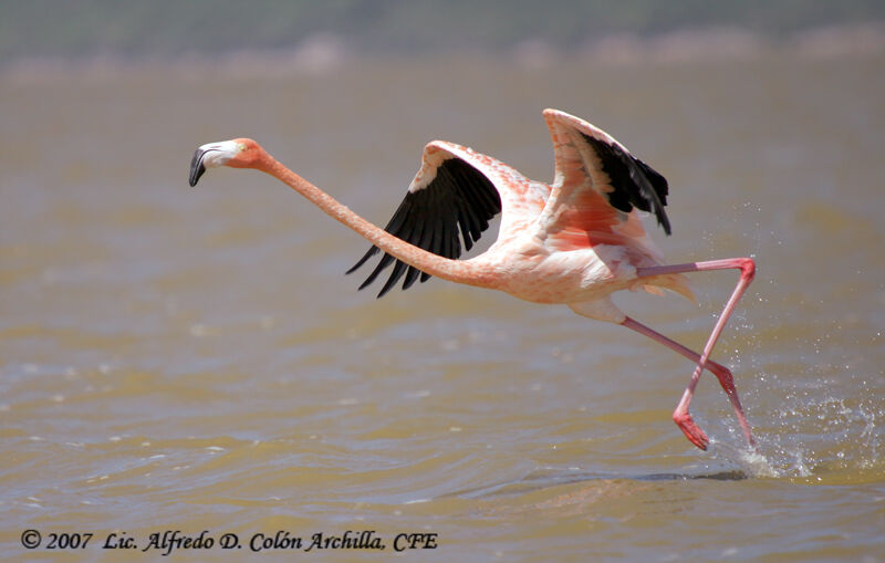 Flamant rose