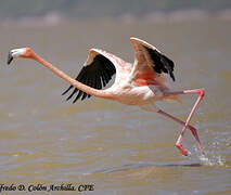 Flamant rose