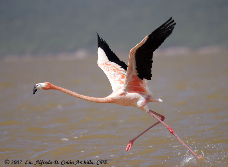 Greater Flamingo