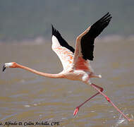 Flamant rose