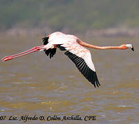 Greater Flamingo