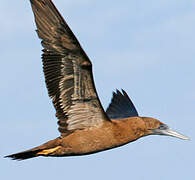 Brown Booby