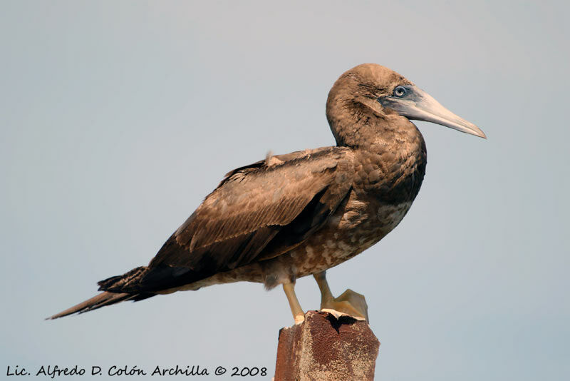 Brown Booby