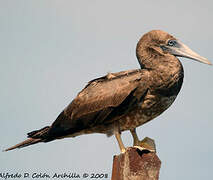 Brown Booby