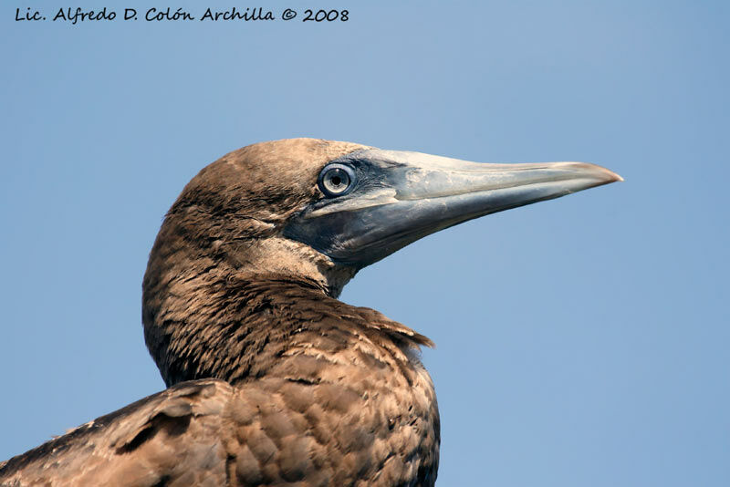 Brown Booby