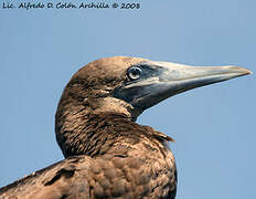 Brown Booby