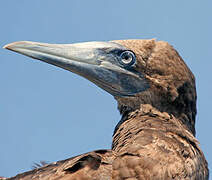 Brown Booby