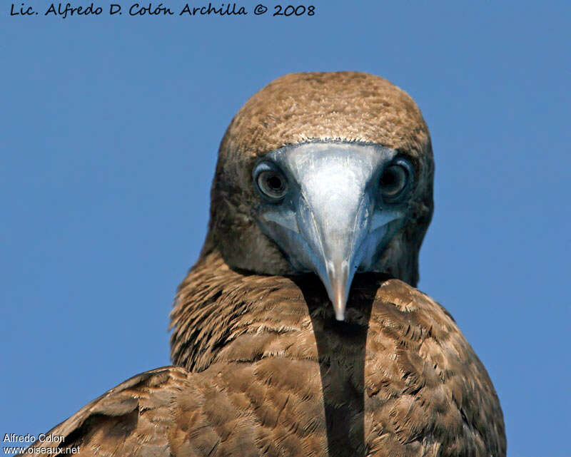 Brown Boobyjuvenile, close-up portrait