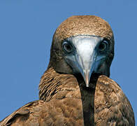 Brown Booby