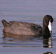 American Coot