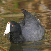 American Coot