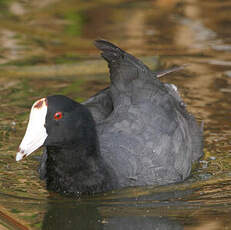 Foulque d'Amérique