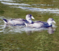 American Coot