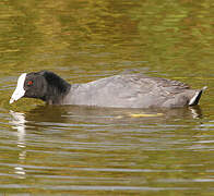 American Coot