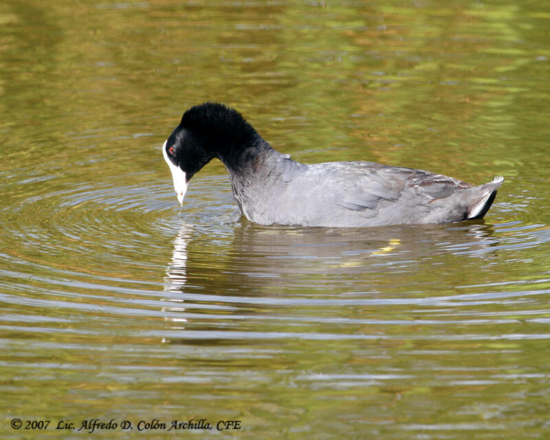 American Coot