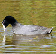 American Coot