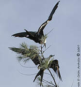 Magnificent Frigatebird