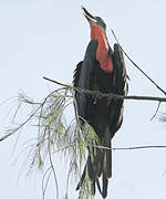 Magnificent Frigatebird