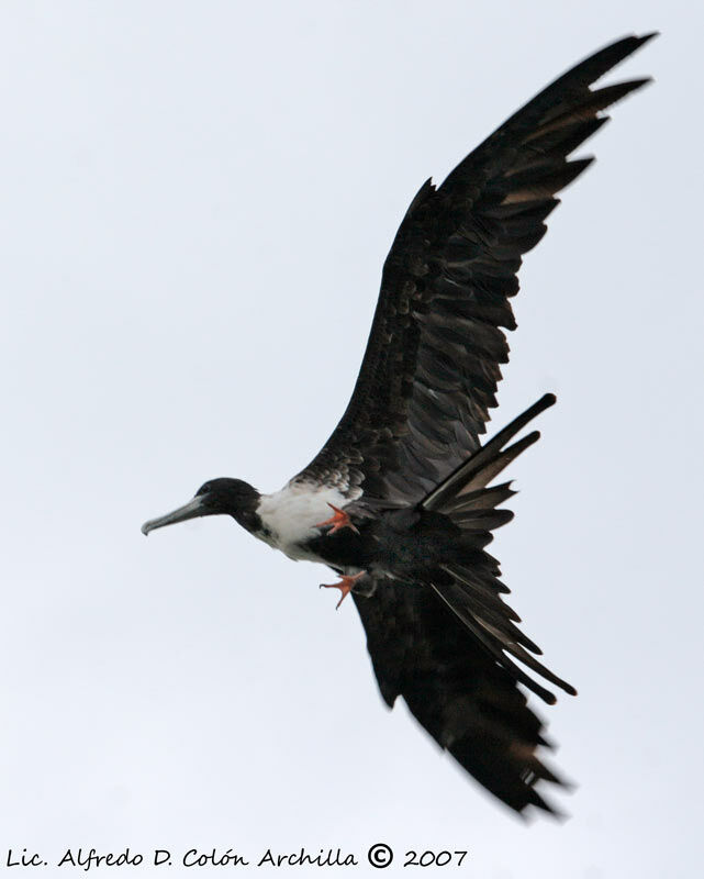 Magnificent Frigatebird