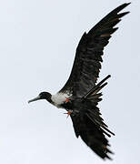 Magnificent Frigatebird