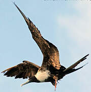 Magnificent Frigatebird