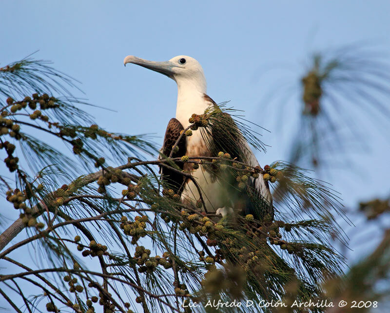 Magnificent Frigatebird